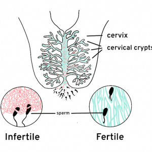 cervical mucus relationship with sperm