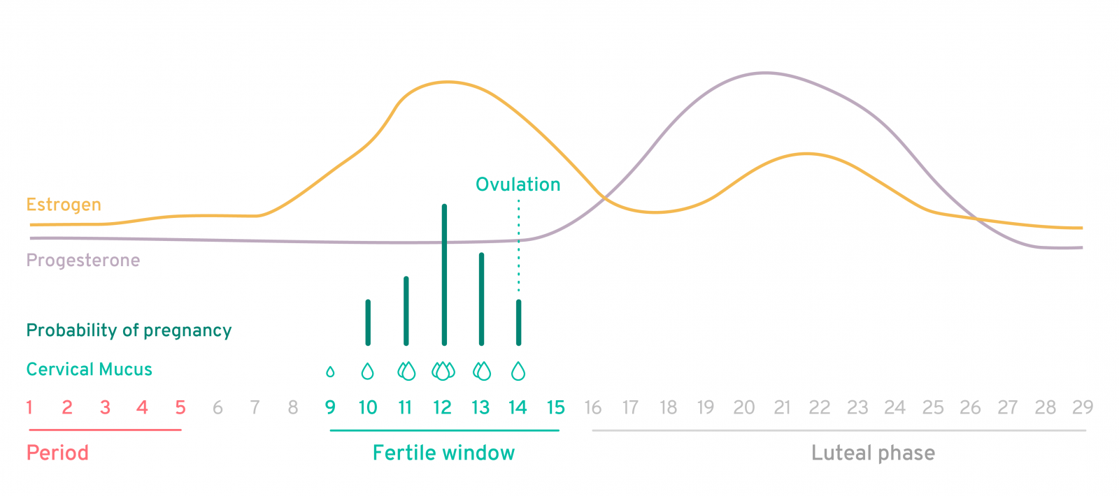 kegg_fertile_cycle_graph
