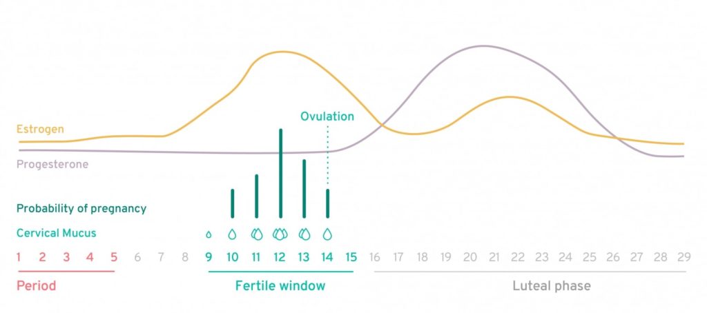 sperm cycle graph